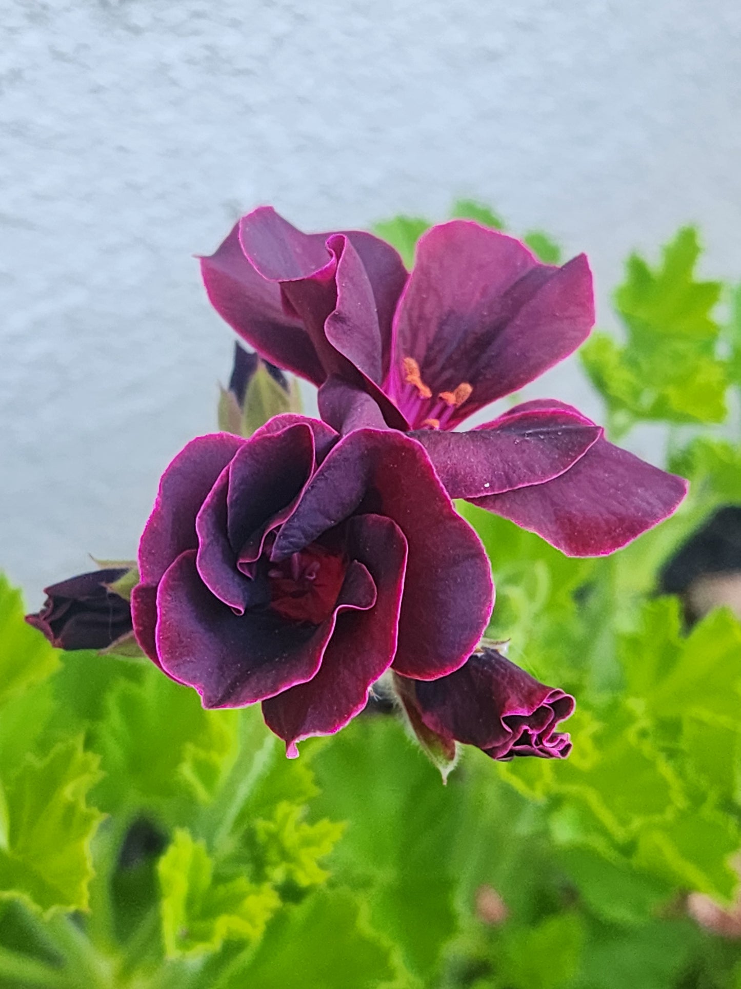 Pelargonium ‘Lorde Bute’, Regal Geranium Cuttings (Martha Washington)