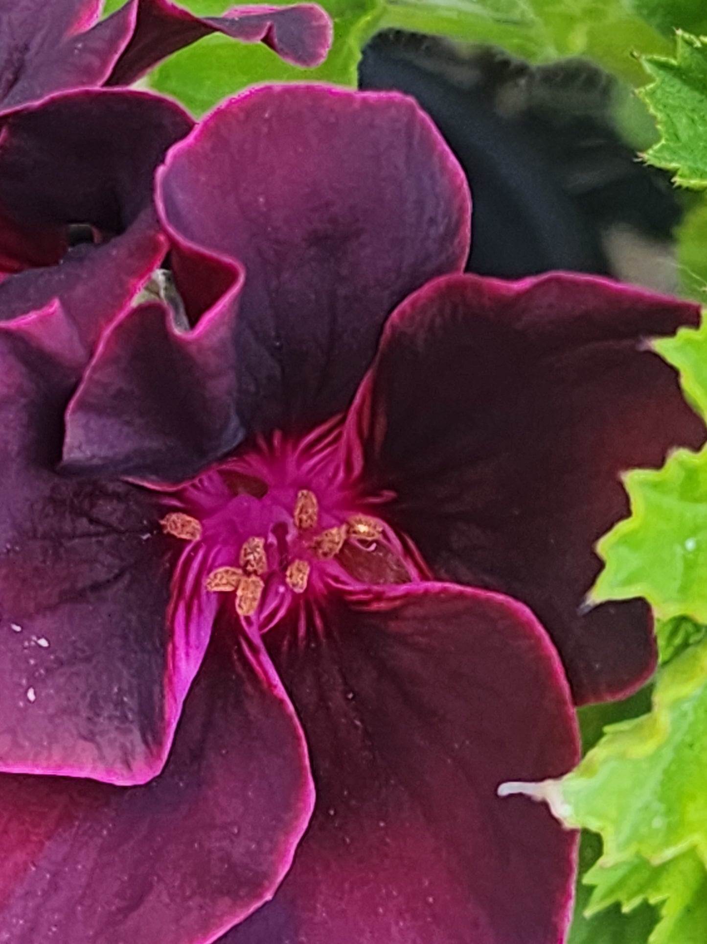 Pelargonium ‘Lorde Bute’, Regal Geranium Cuttings (Martha Washington)