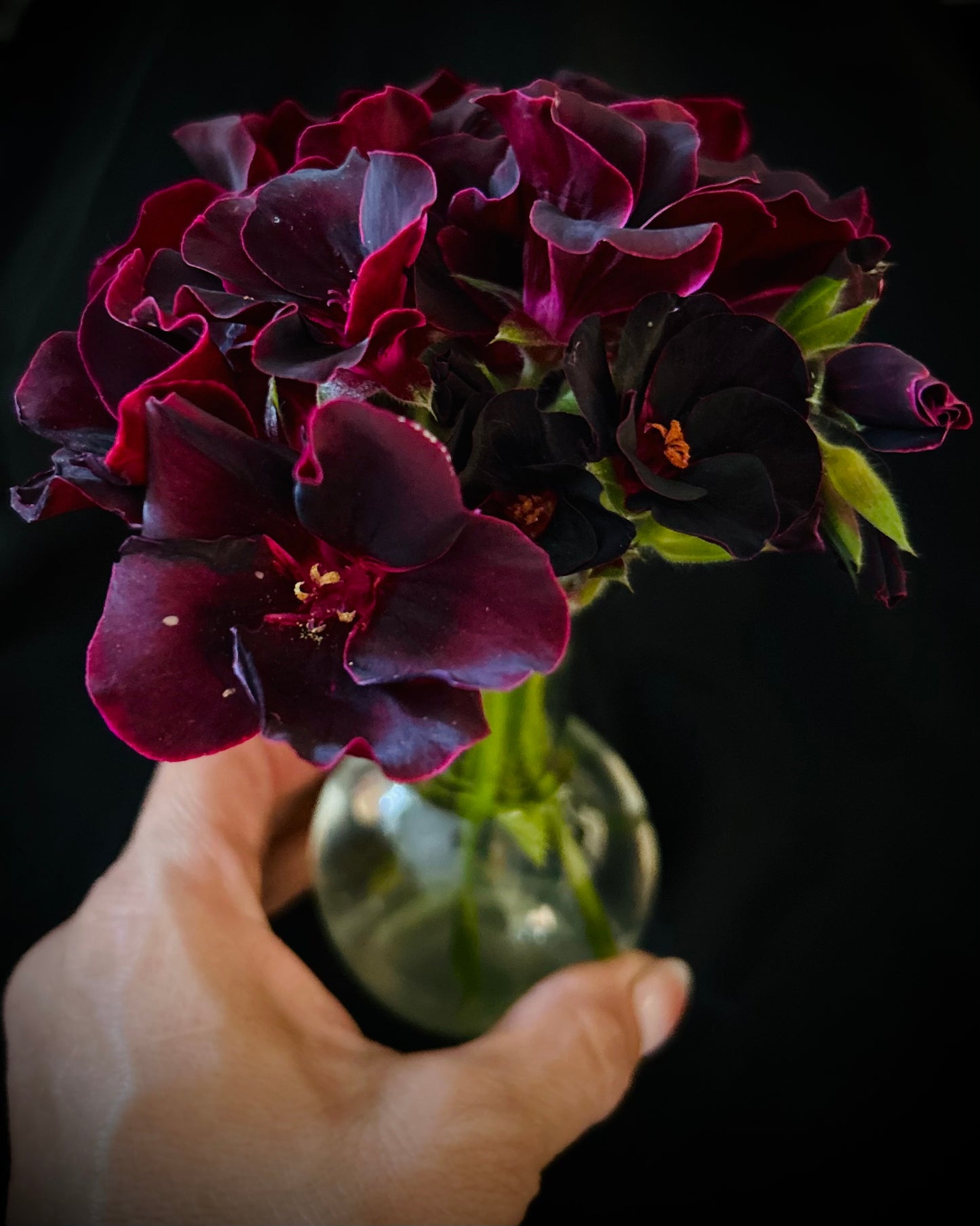 Pelargonium ‘Lorde Bute’, Regal Geranium Cuttings (Martha Washington)