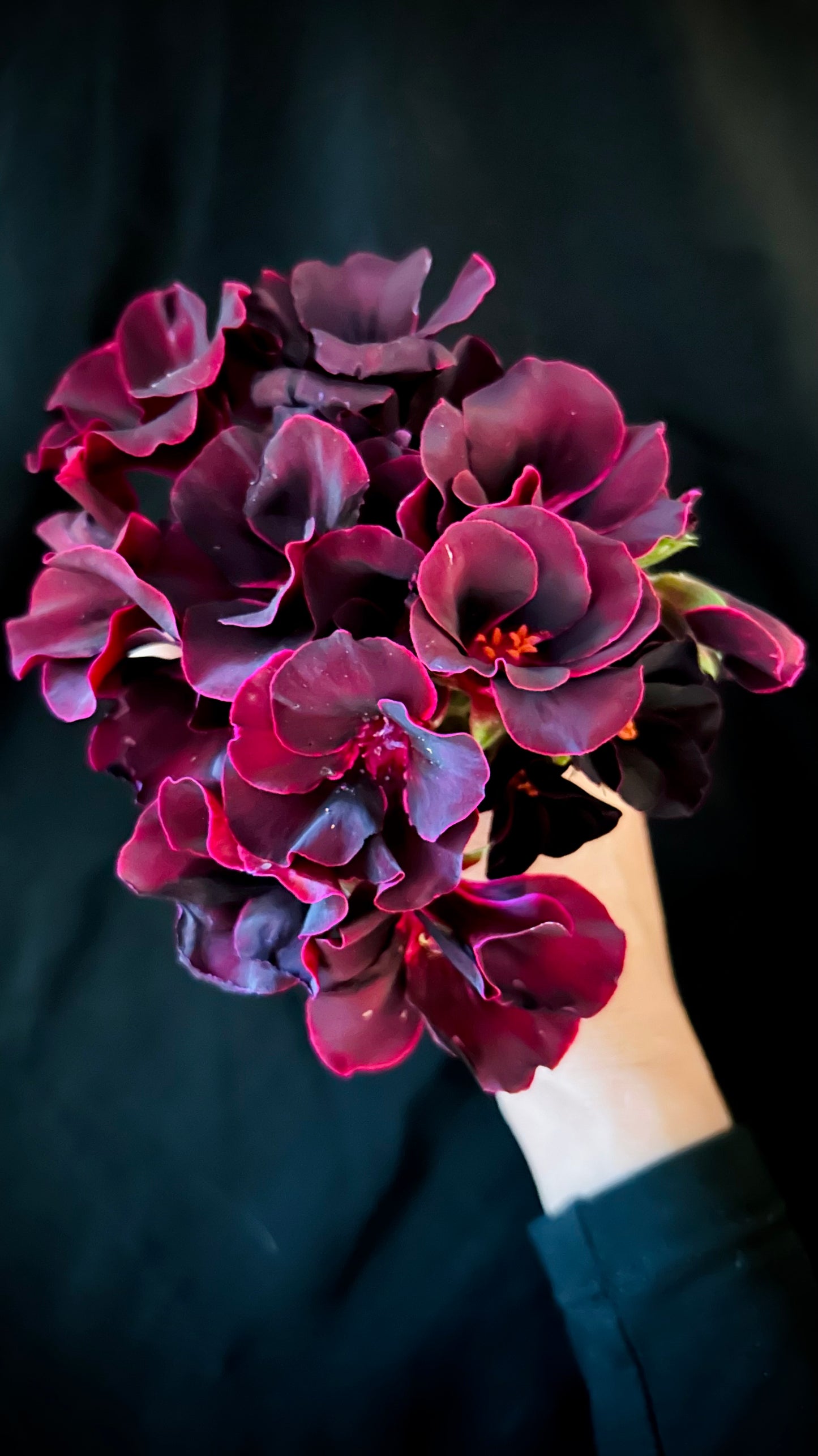Pelargonium ‘Lorde Bute’, Regal Geranium Cuttings (Martha Washington)