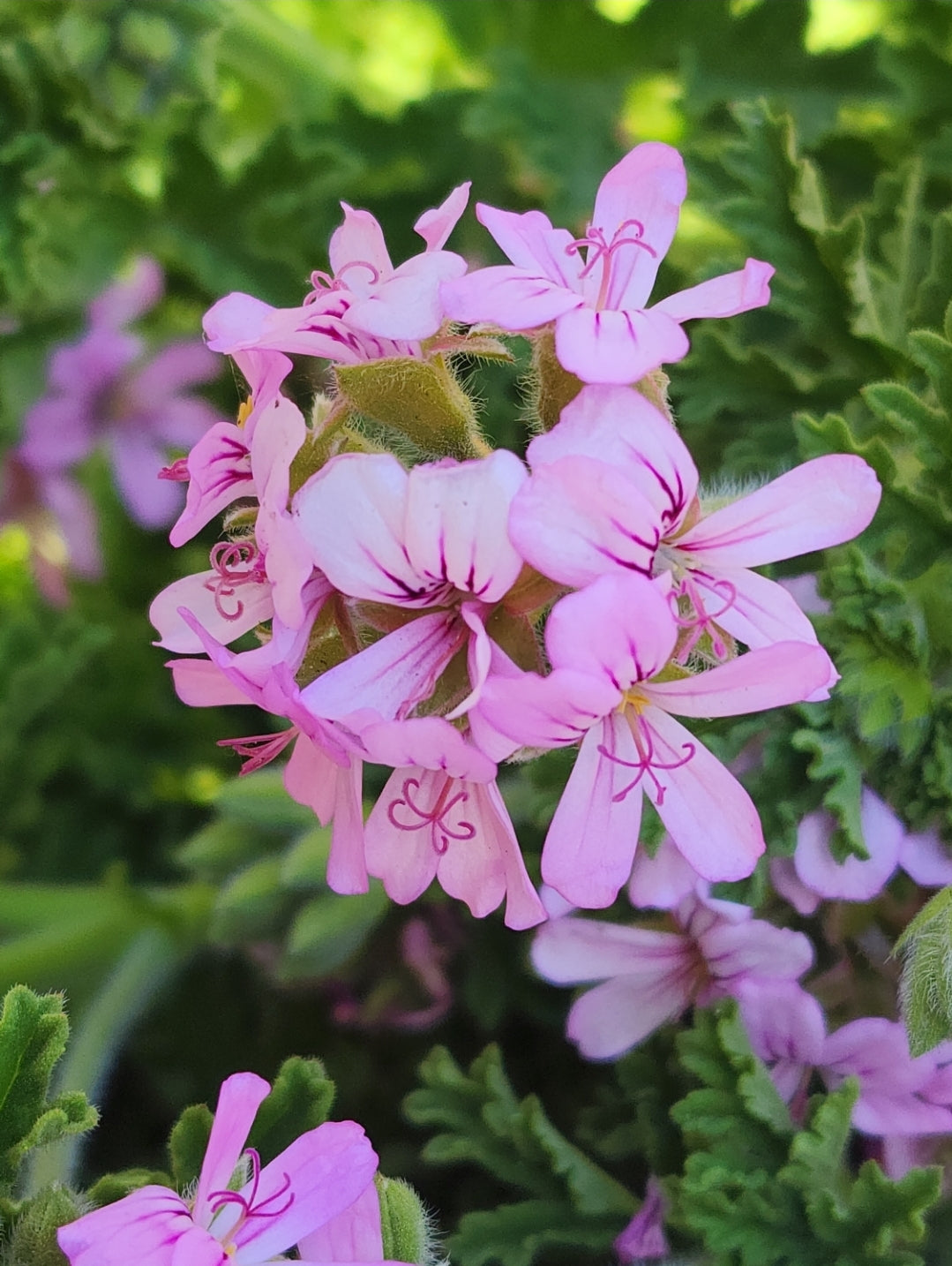 Pelargonium graveolens (Rose scented geranium)