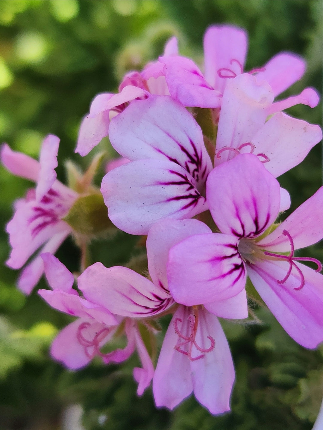 Pelargonium graveolens (Rose scented geranium)