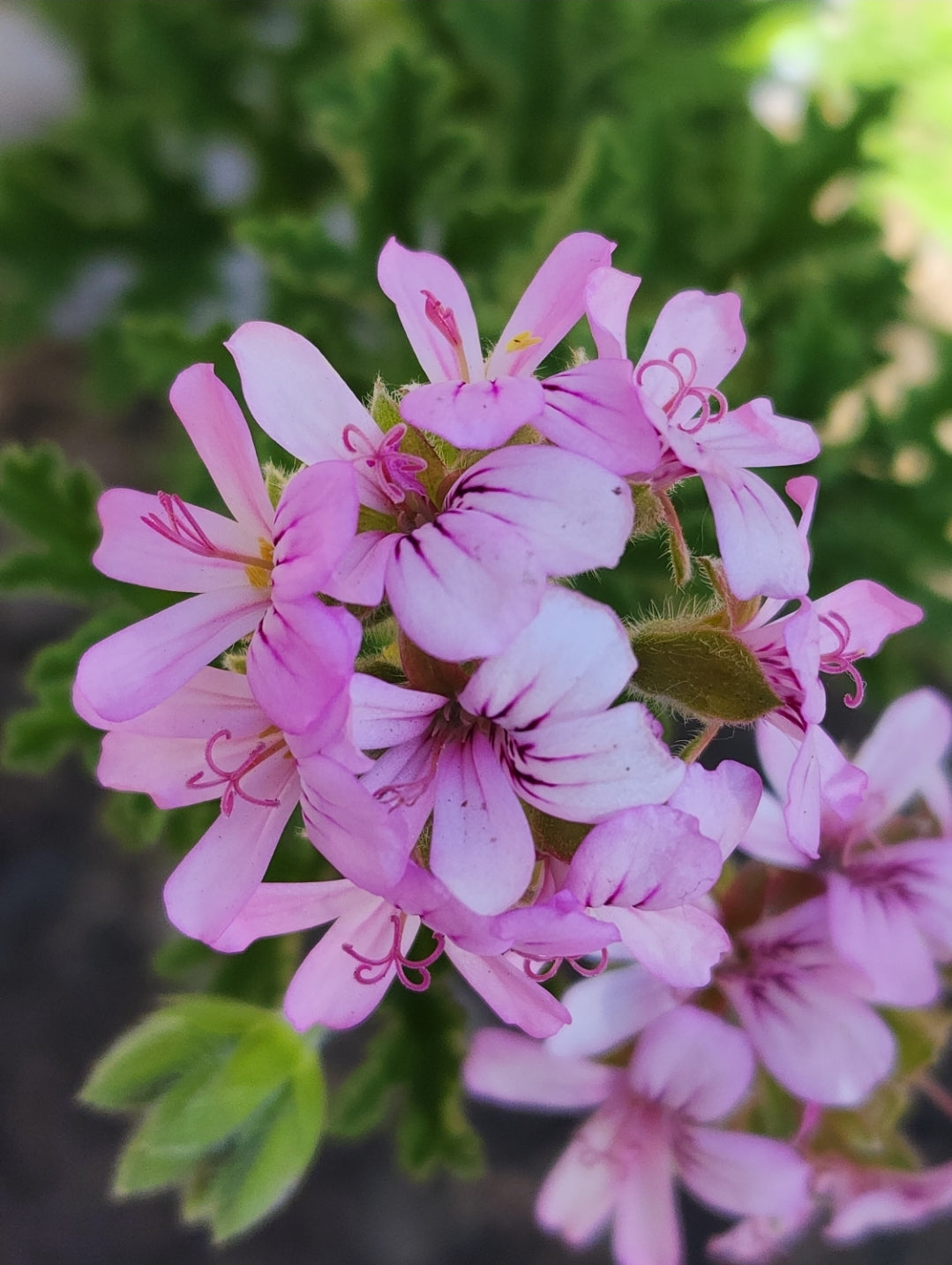 Pelargonium graveolens (Rose scented geranium)