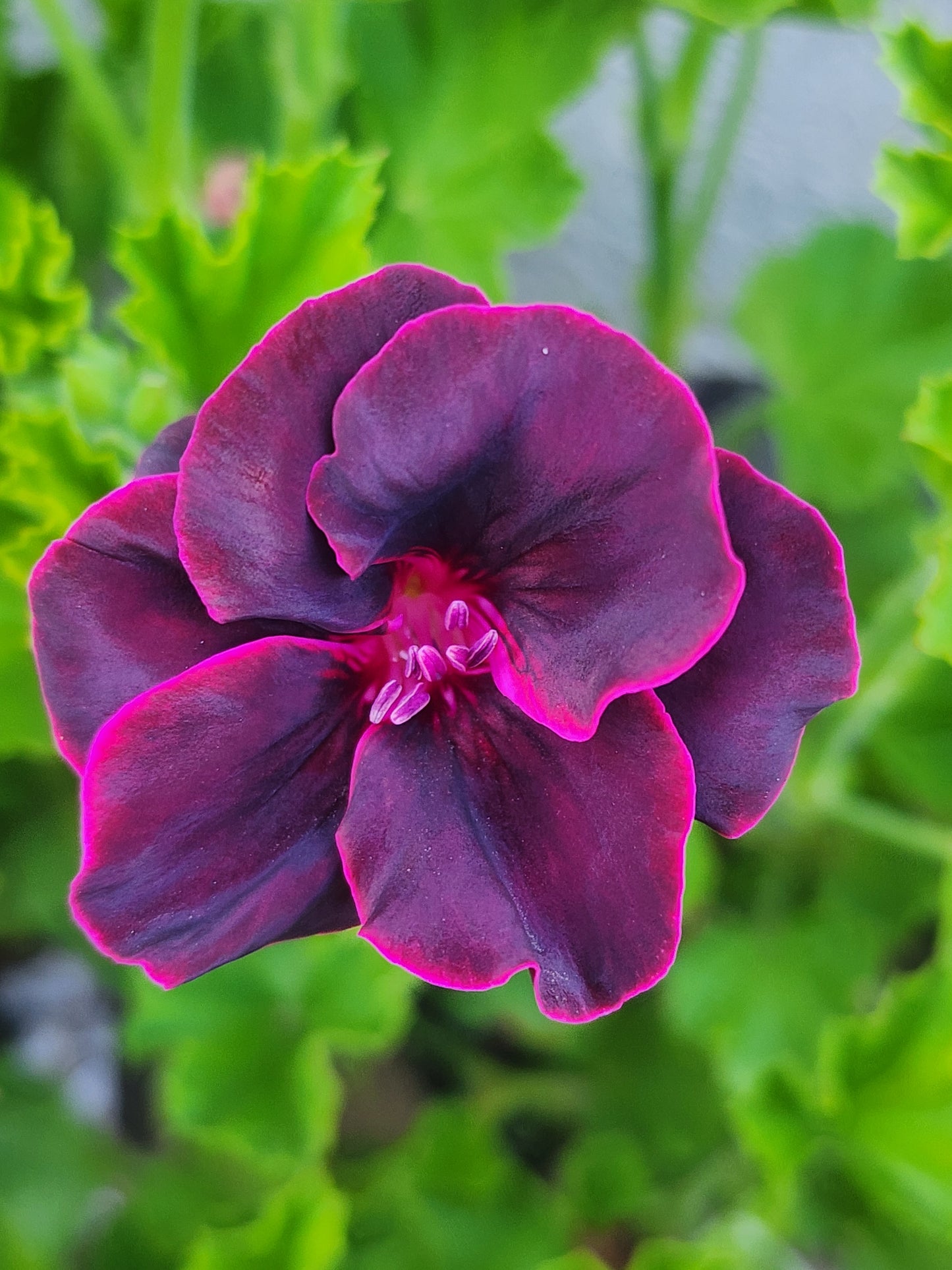Pelargonium ‘Lorde Bute’, Regal Geranium (Martha Washington)