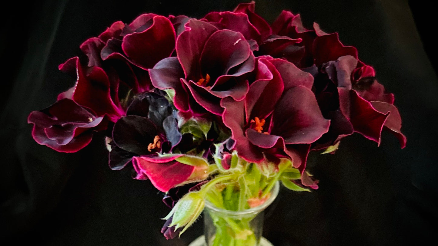 Pelargonium ‘Lorde Bute’, Regal Geranium (Martha Washington)