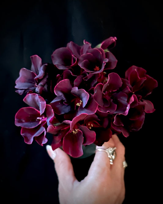 Pelargonium ‘Lorde Bute’, Regal Geranium Cuttings (Martha Washington)